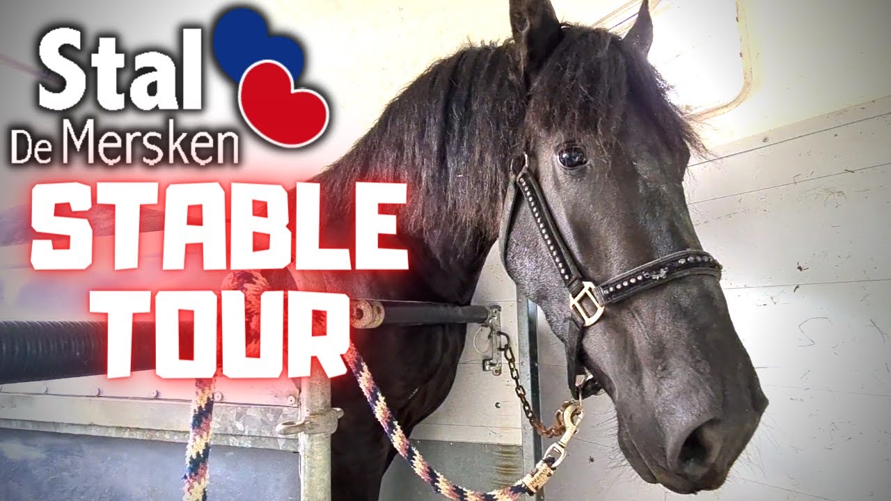 Stable tour at Stal de Mersken, and on tour with Ginny | Friesian Horses