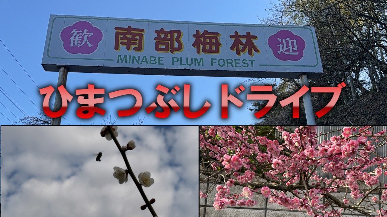 【日本一の梅の名所】南部梅林のんびりドライブ#梅#梅林#南部梅林#和歌山観光#和歌山