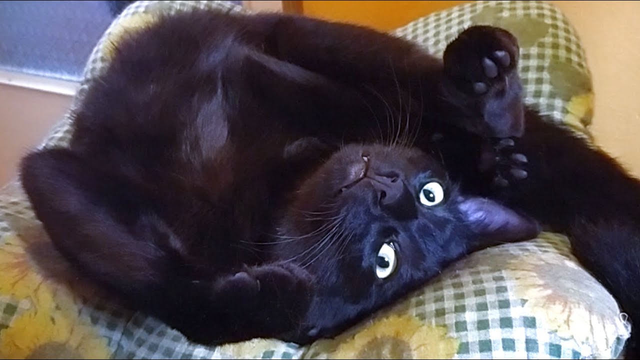 i KOT to mówi - czyli CZEGO PRAGNĄ KUWETY