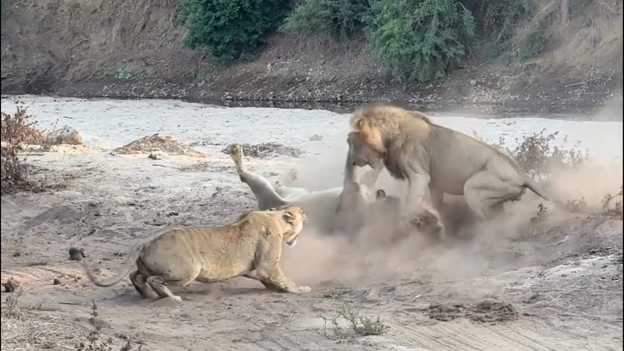 male lion attack other lioness to disciplining video