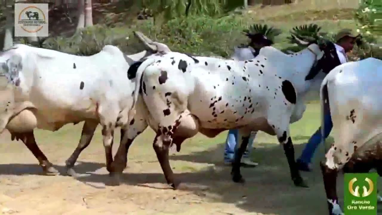 LA VACA LECHERA NUEVO MORELOS 2022, EXHIBE LOS BIOTIPOS PARA PRODUCIR LECHE EN EL TRÓPICO base Cebú.