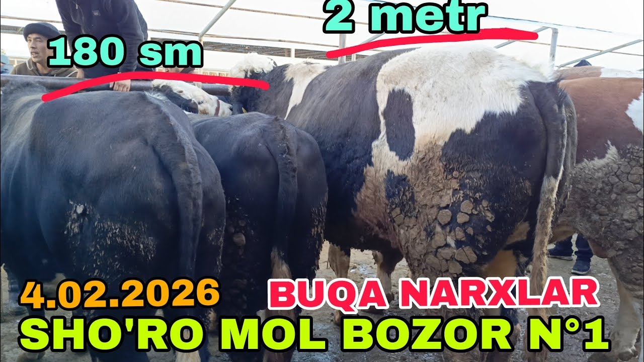 ШОРО МОЛ БОЗОР БУК,А НАРХЛАР.