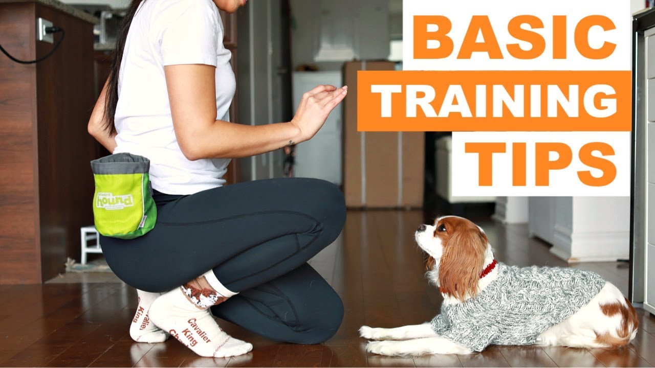 Dog Training 101: How to Teach your Dog Basic Tricks