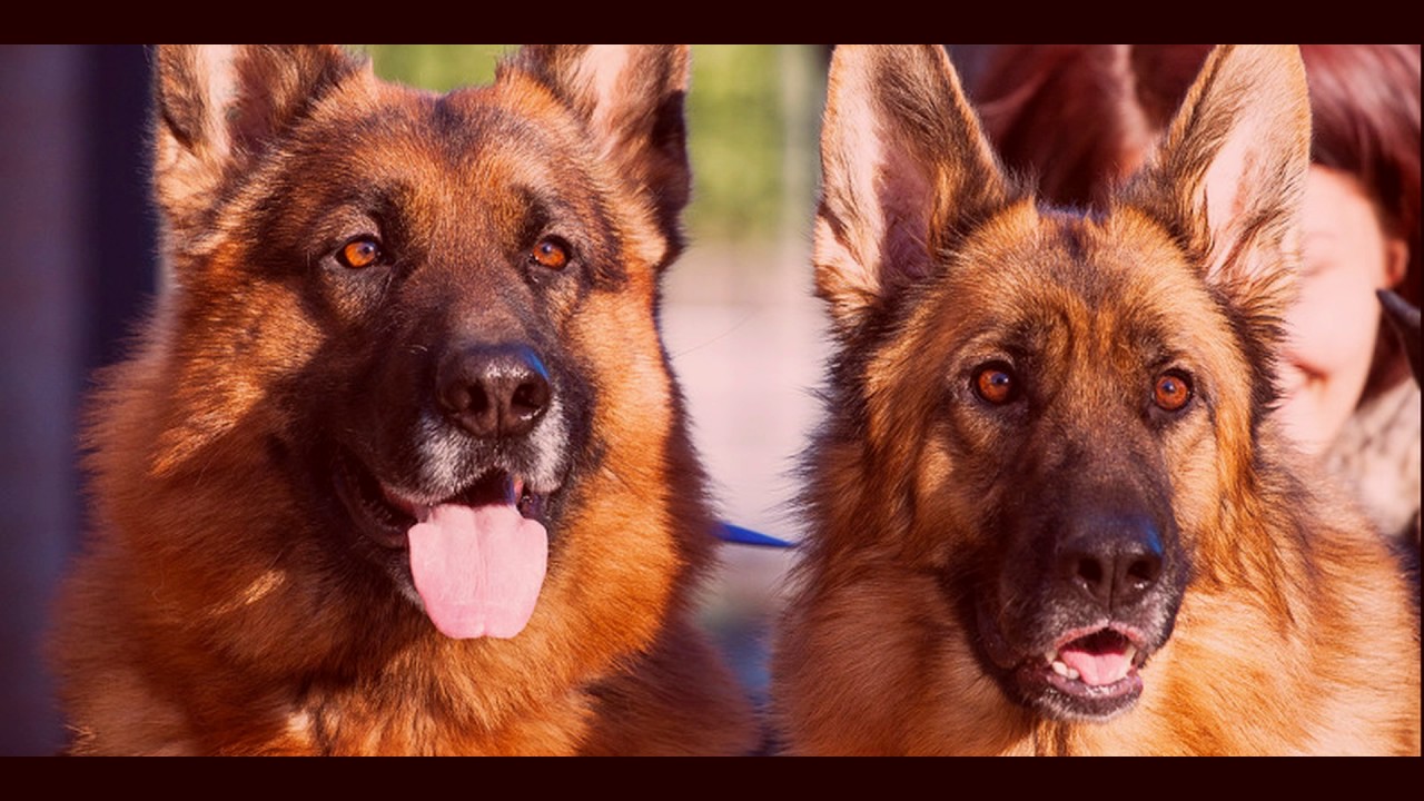 TOP 10: I migliori cani da guardia