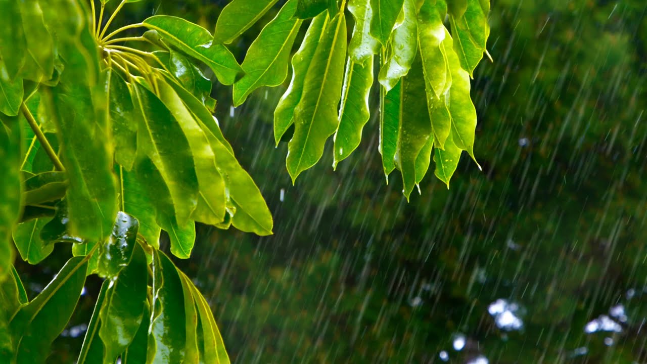 Spring Rain Sounds 🌧️ Relax, Sleep, Focus 💧 Rainstorm White Noise 10 hours