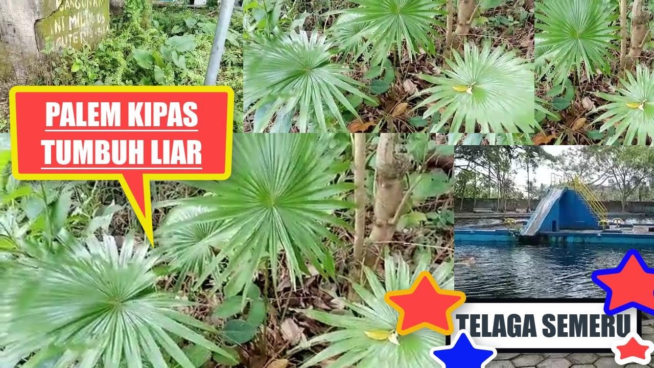 PALEM KIPAS DITELAGA SEMERU...WISATA POPULER LUMAJANG JAWA TIMUR