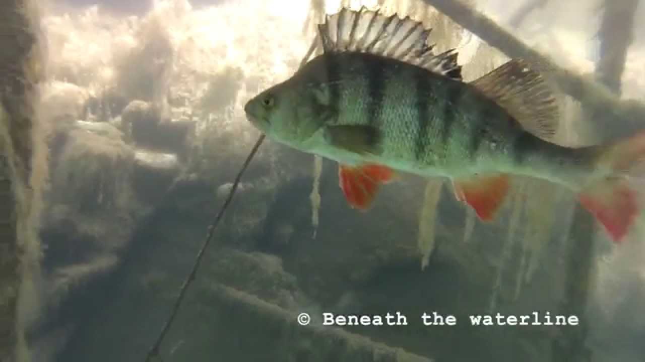 Perch (Perca fluviatilis) Undewater UK