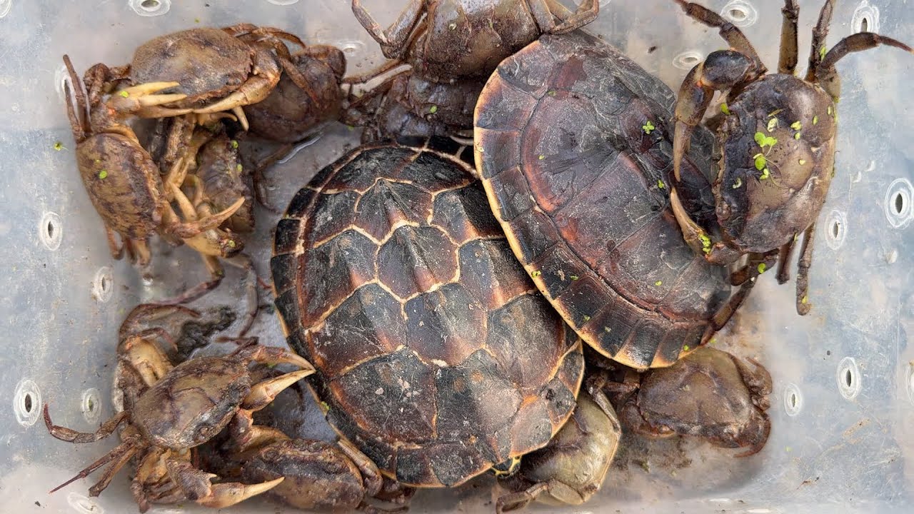 Amazing compilation videos! Hunting turtles and catching crabs in the deep forest