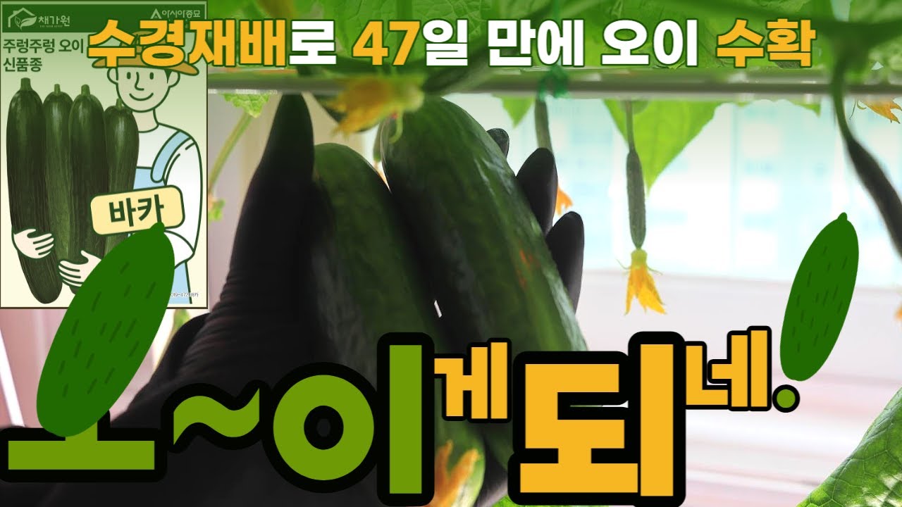 오이 키우기 아파트에서 수경재배로_5마디 오이를 따지 않으면? 파종부터 수확까지 47일_바카 오이, 주렁주렁 오이, 아시아종묘, 수경재배기