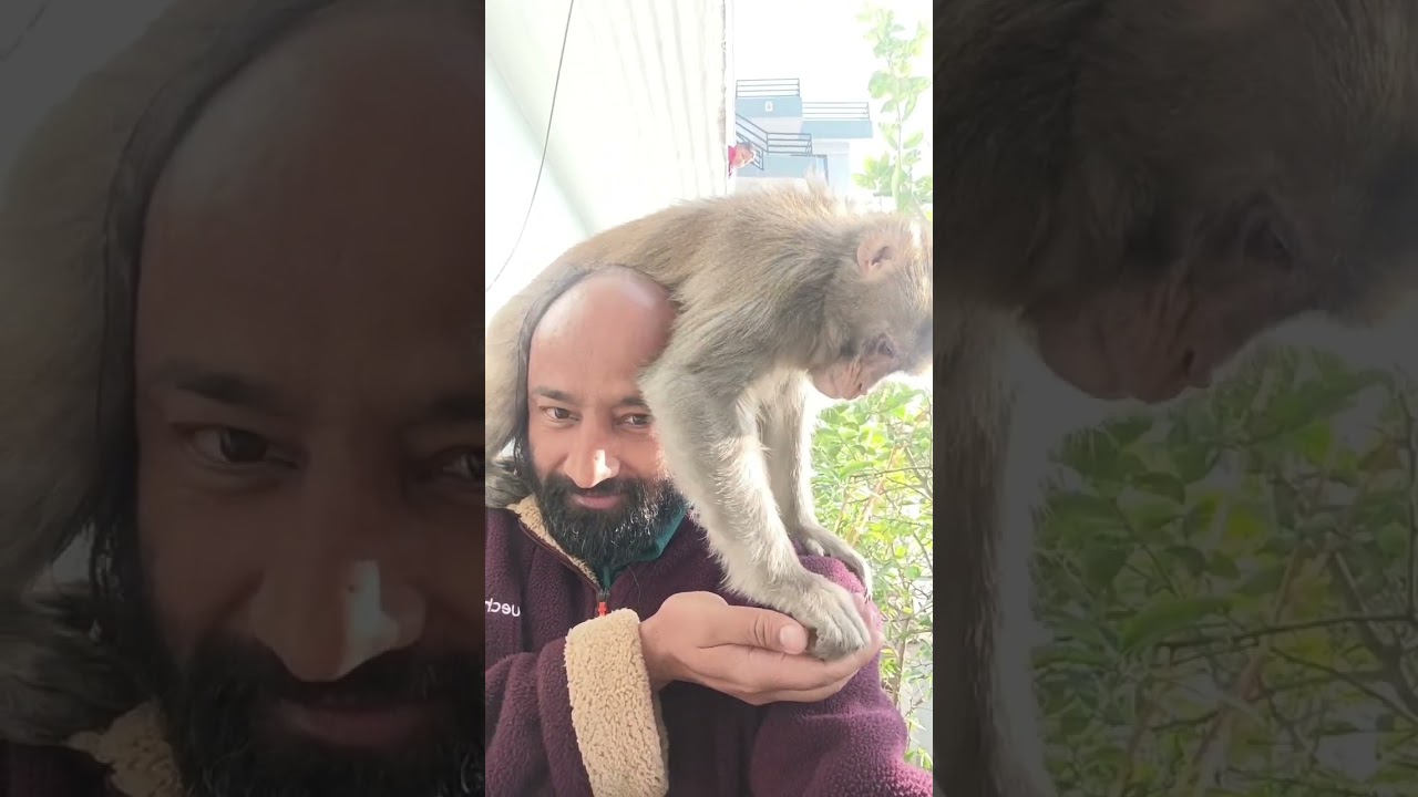 भोलू कुछ यूं बैठता है🐒 #monkeybaby 