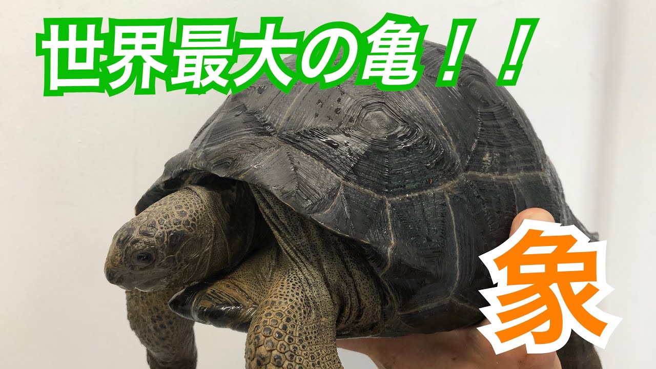 世界最大の亀👍ゾウガメの飼育をまとめてみました😄