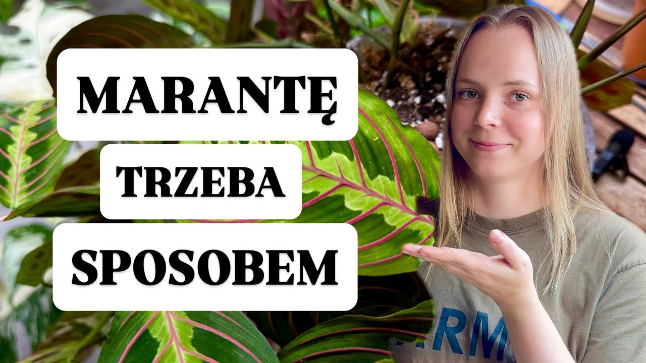 MARANTA pod lupą: moje metody uprawy