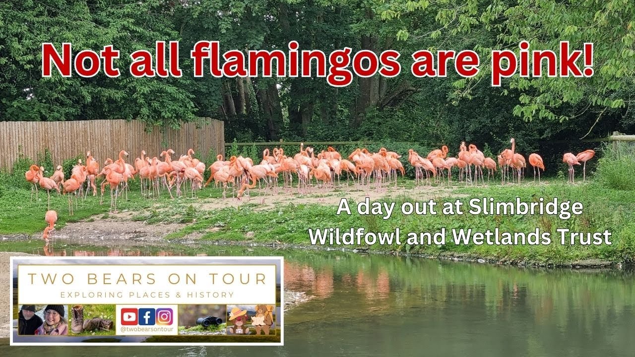 Not all flamingos are pink! | #wwtslimbridge