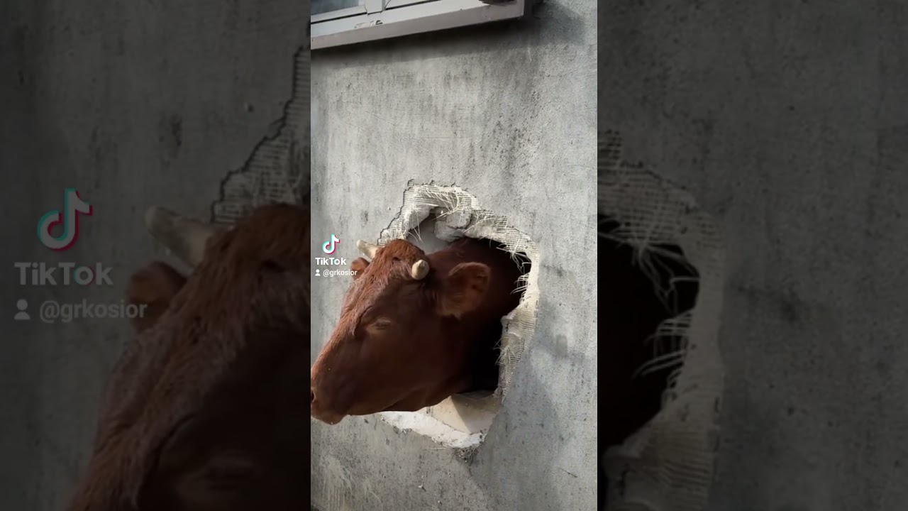 #farmlife #gospodarstwo #byk #bull #farmer #rolnik #wies&nbsp; #pasja #farmanimals