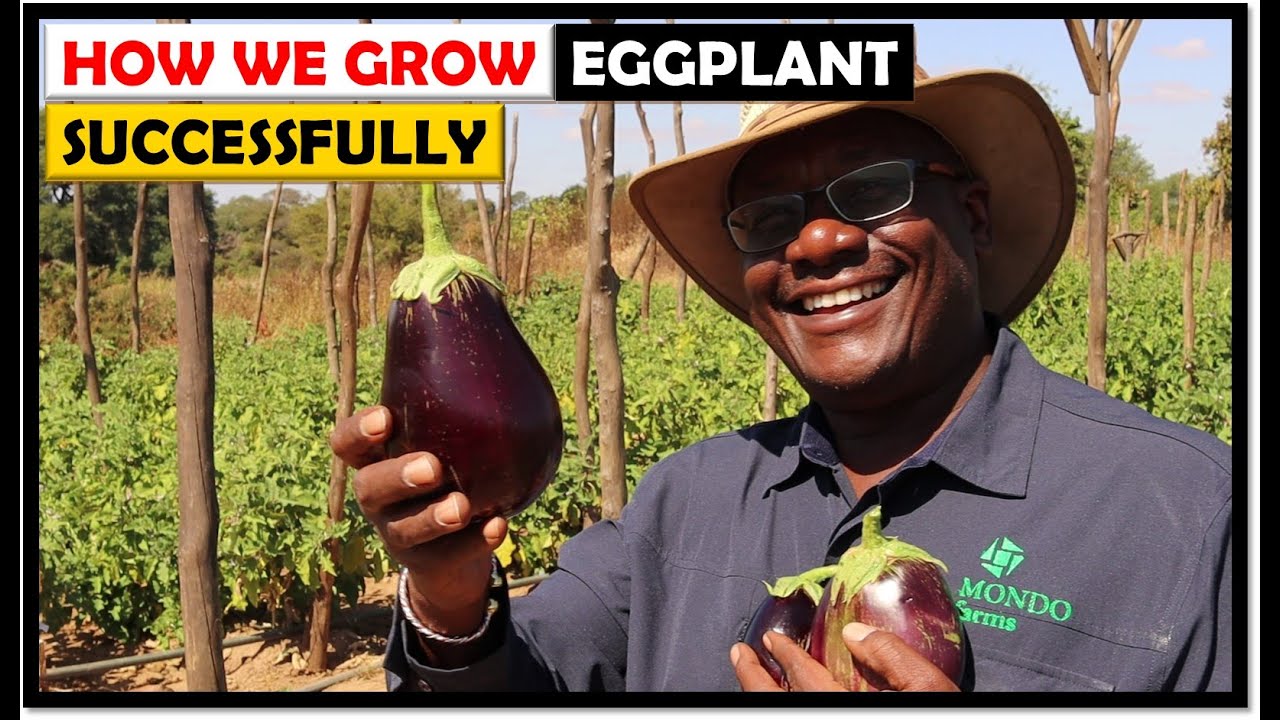 Vegetable Farming in Zambia: Eggplant from Seed to Harvesting
