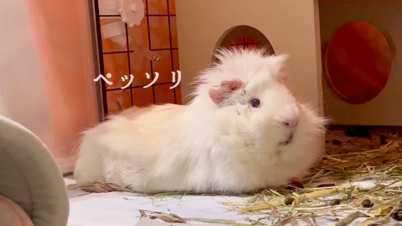 07｜3匹の新しい日常　（5・6日目）【下宿モルモットのポンピイ】