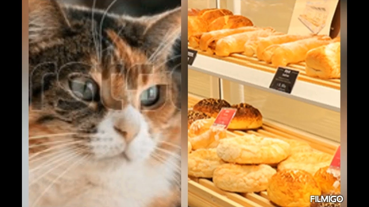 Gato mirando el pan.
