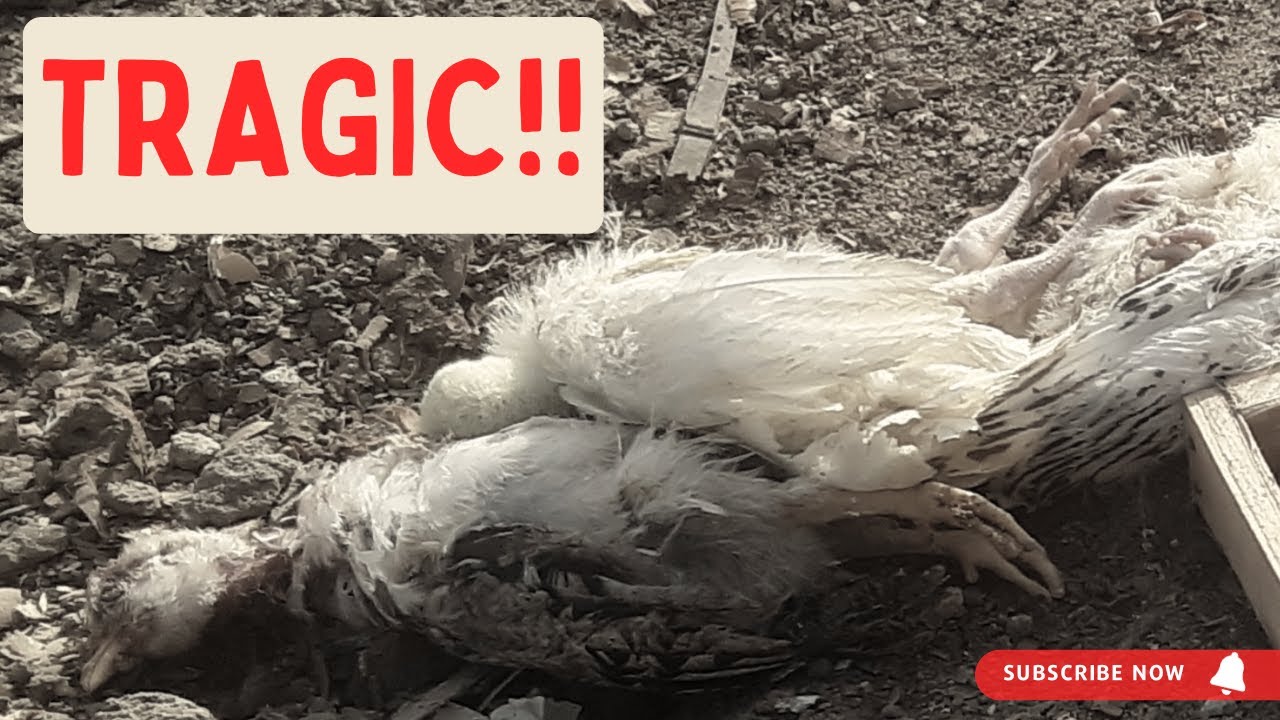 Why turkeys can suddenly die