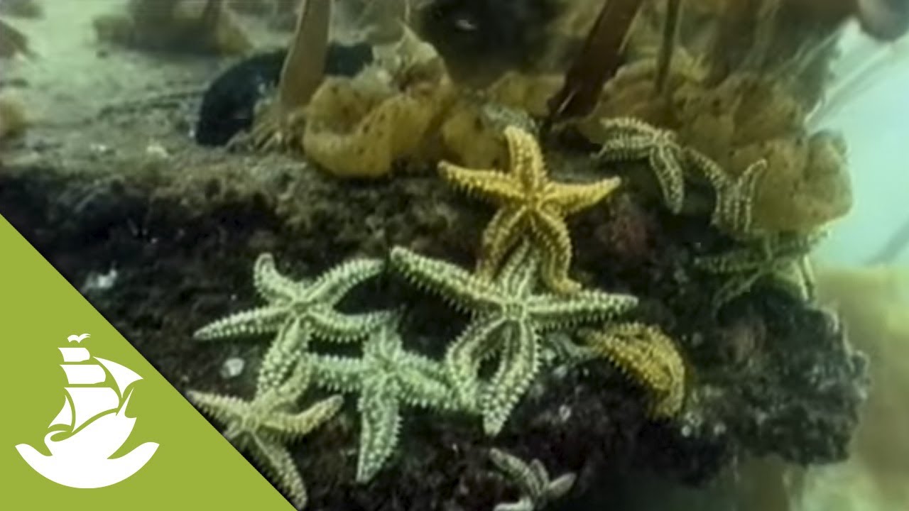 The Australian seaweed