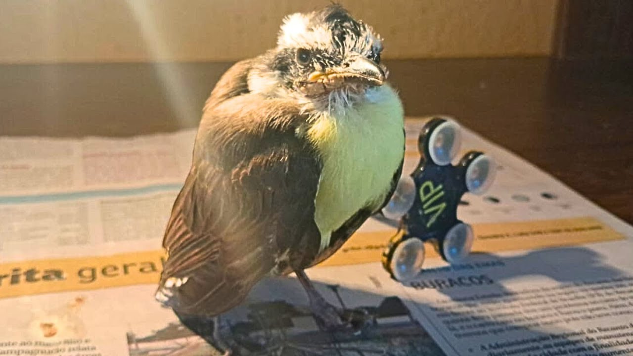 Jurandi Bem-te-vi - Ele está começando voar pela casa