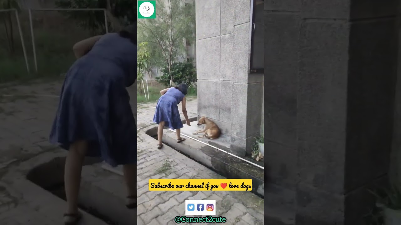 Street dogs need us too ❤️ subscribe us if you love street dogs.#dogs #street #helpdogs #helpanimal