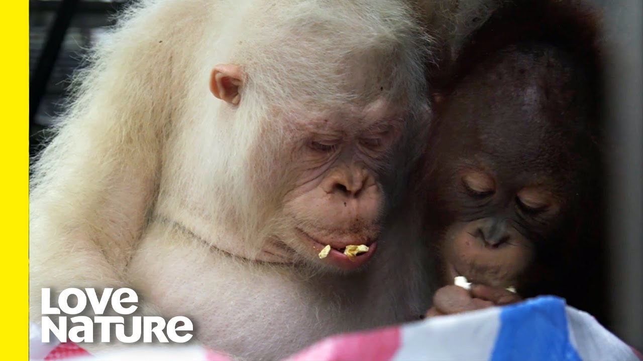 Alba The World's Only Albino Orangutan Does Puzzles! | Love Nature
