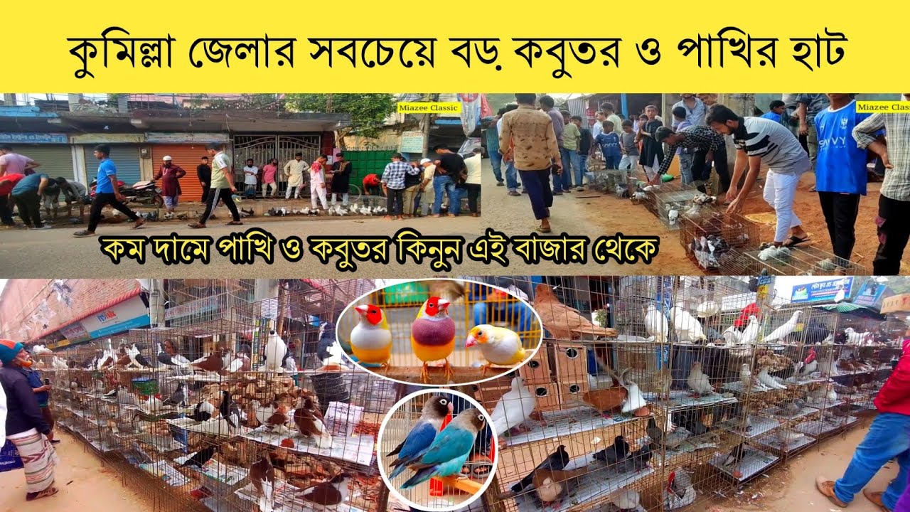 কুমিল্লা জেলার সবচেয়ে বড় কবুতর ও পাখির বাজার || Buy pigeons and birds at low prices !