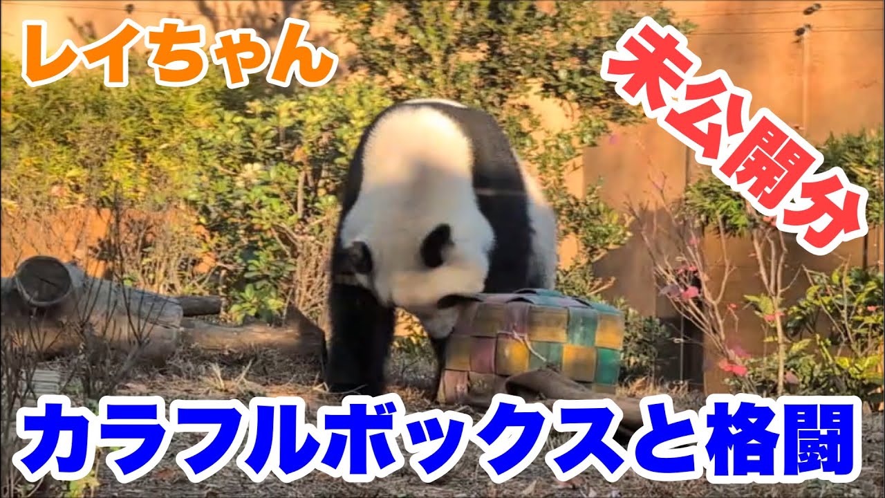 【未公開】レイちゃんがカラフルボックスと格闘（2025.12.11分）＆メモリアル動画　2026.02.03