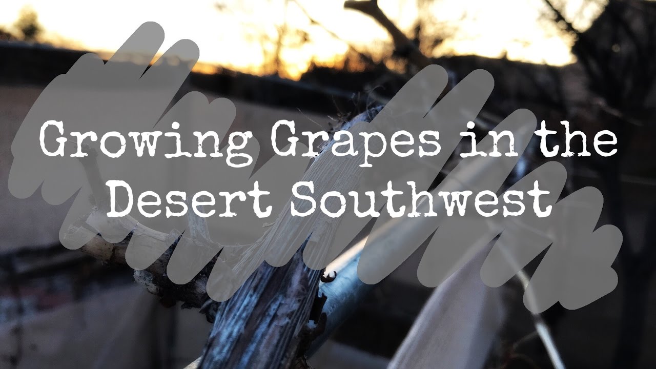 Growing Grapes in the Desert Southwest