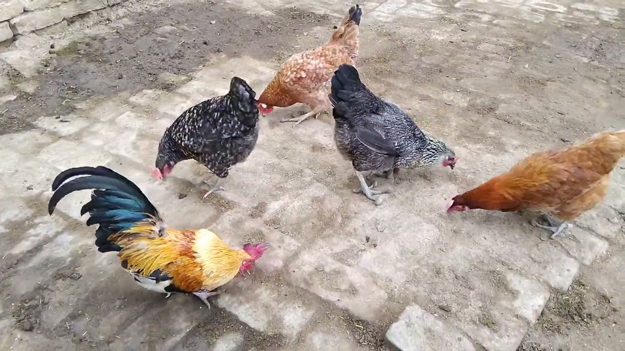 Aseel Rooster and Desi Hens Morning Routine || Happy Village Chickens Feeding in the Courtyard
