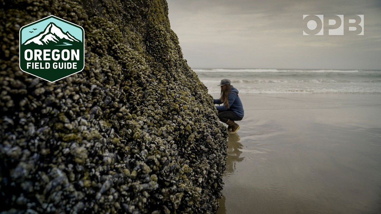Learn to harvest food from the wild Oregon Coast | Oregon Field Guide