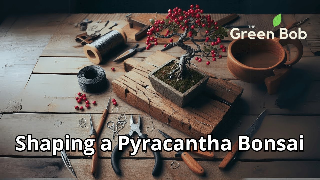 Drastically Pruning a Pyracantha for Its First Bonsai Styling