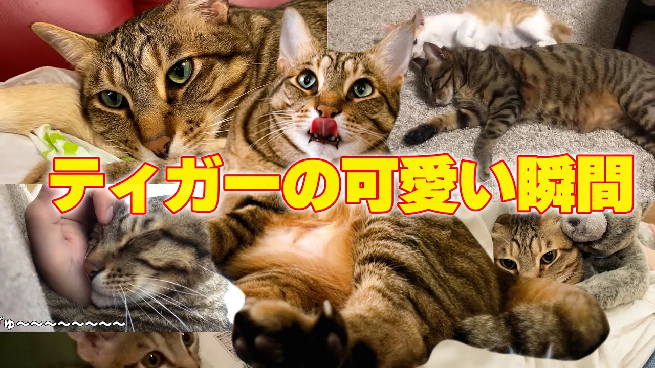 視聴者さんが選んだティガーの最高に可愛いシーンまとめ！！①