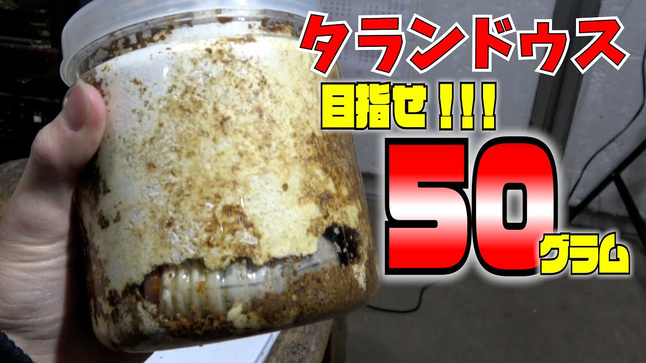 タランドゥスの幼虫入れ替え