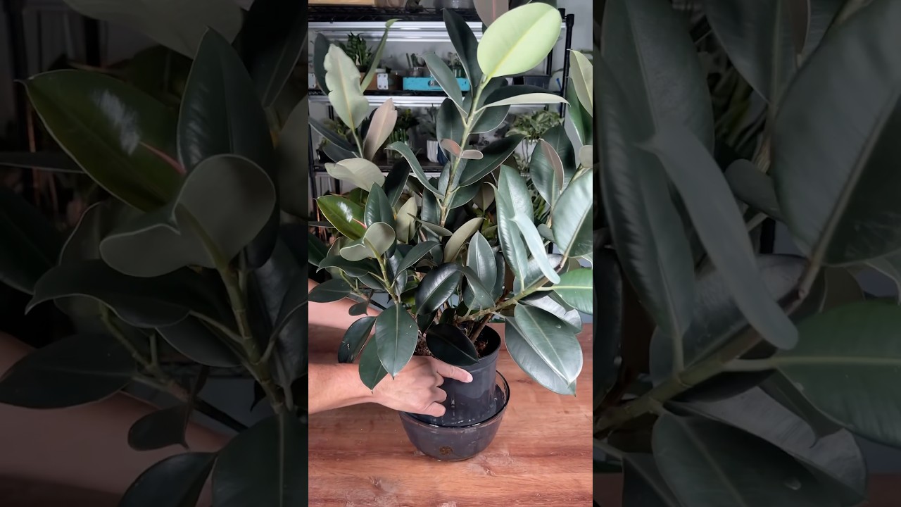 How I Propagate Rubber Plants - Ficus Elastica. #houseplants #plants #houseplant