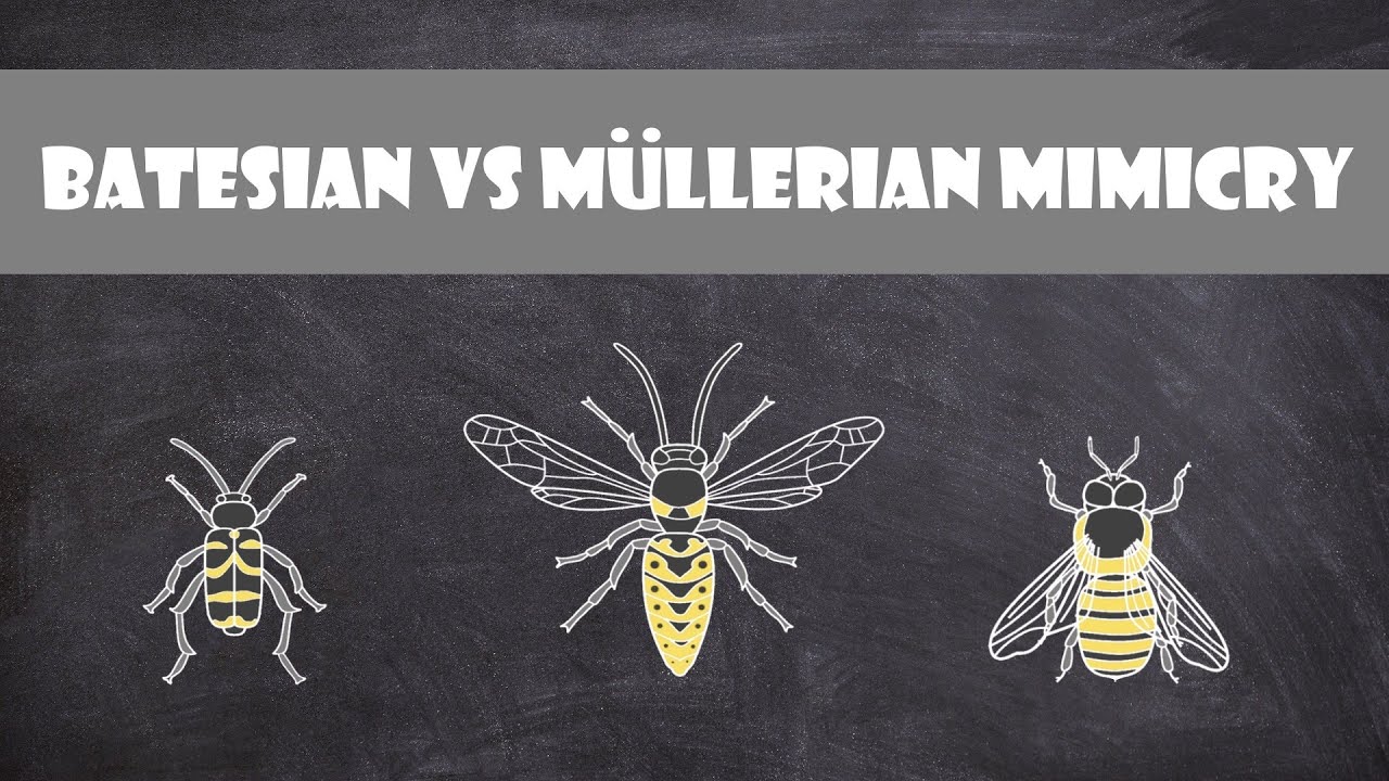 Batesian vs Mullerian Mimicry | Animal Behaviour