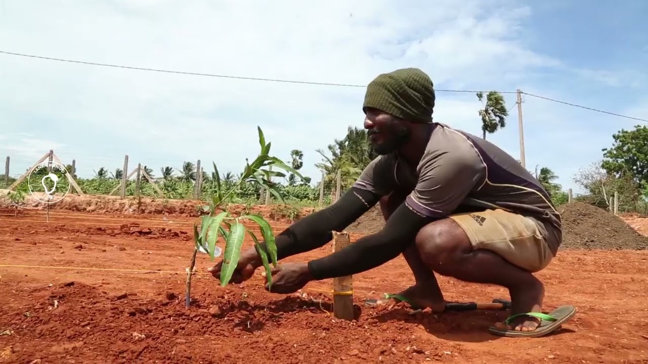 Mango Trees Planting - Jaffna Horticulture