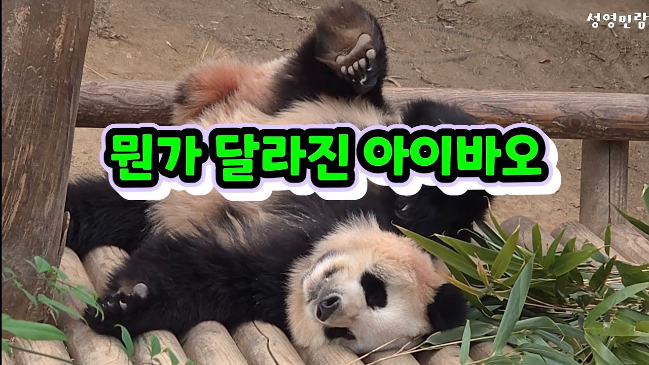 2026년 2월 7일 뭔가 달라진 아이바오  에버랜드 판다월드 세컨하우스 루이바오 후이바오 러바오