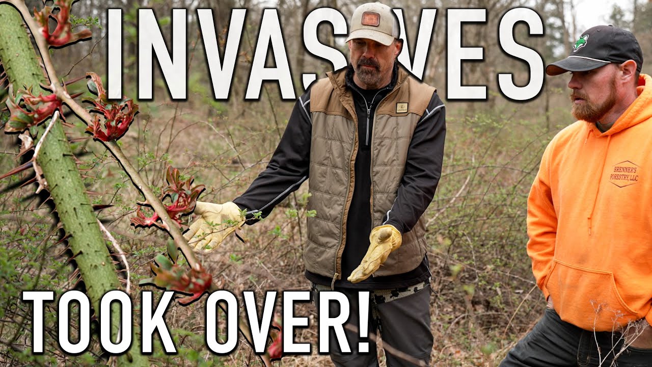 INVASIVES- How to Identify & What to do About Them, TAKE BACK YOUR FARM! // Lee & Tiffany Lakosky