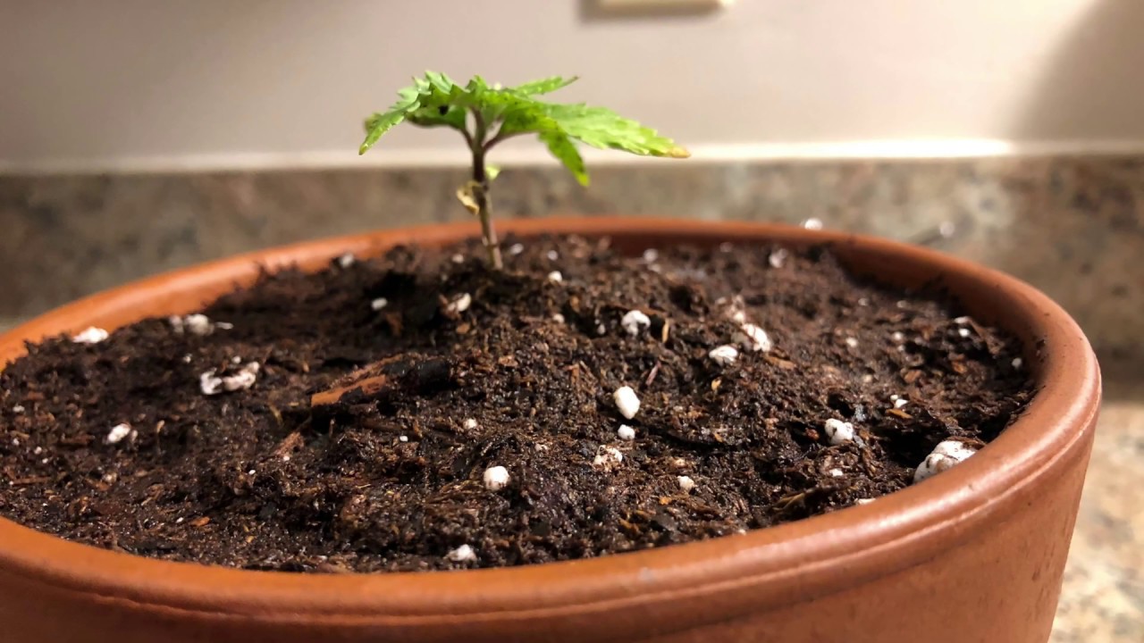 Low Budget Cannabis Growing (hemp & marijuana) FOR BEGINNERS!