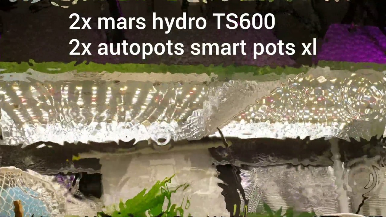 Mars hydro TS-600 grow update with sweet and sour kush and pink island  week 2 of flowering