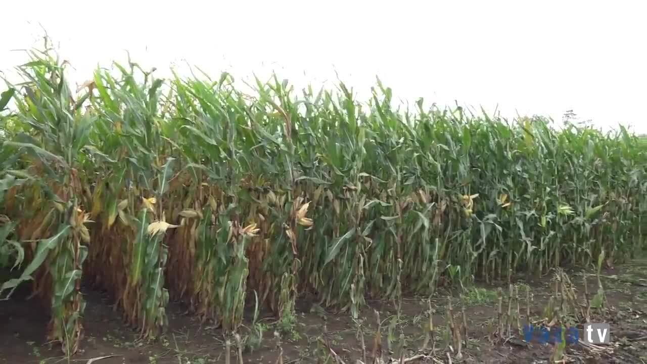 Híbridos de maíz Syngenta, por David Millán
