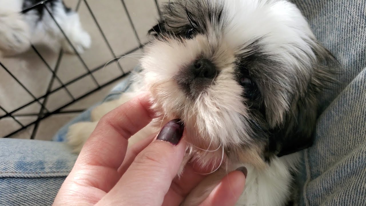 Shih Tzu Puppies Playing