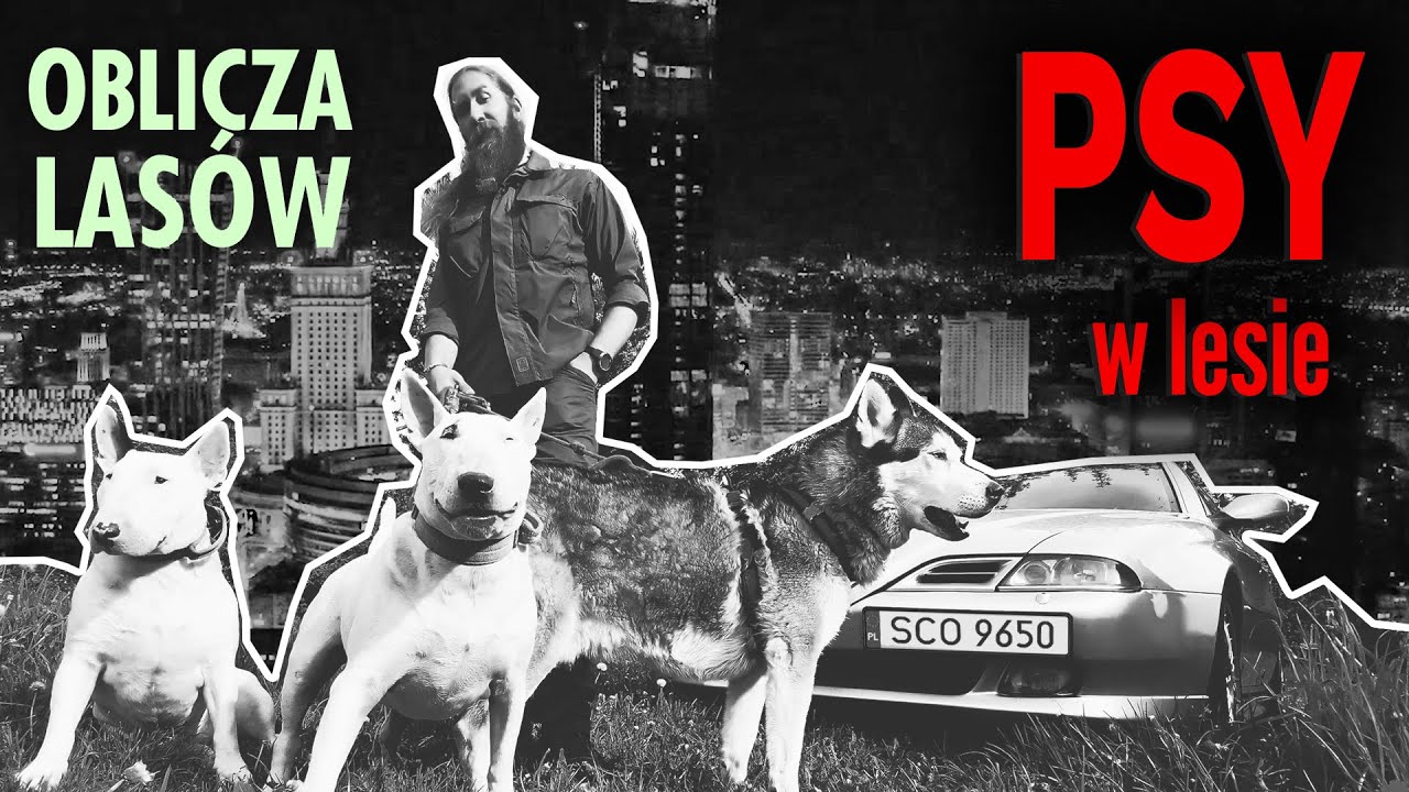 Jak postępować z psami w lesie? | OBLICZA LAS&Oacute;W #137