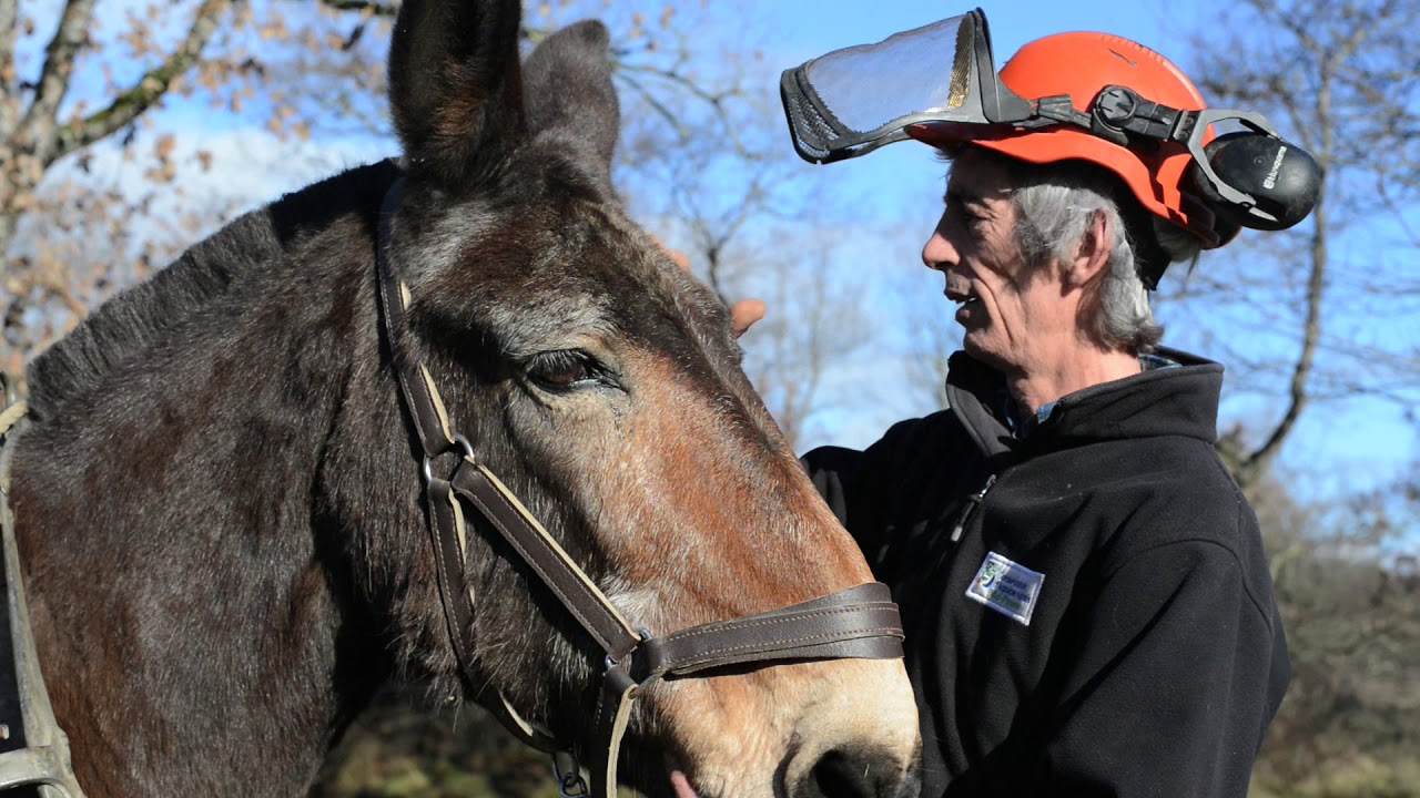 Traction animale au Conservatoire d'Espaces Naturels d'Occitanie #Biodiversité #Violette #Gestion