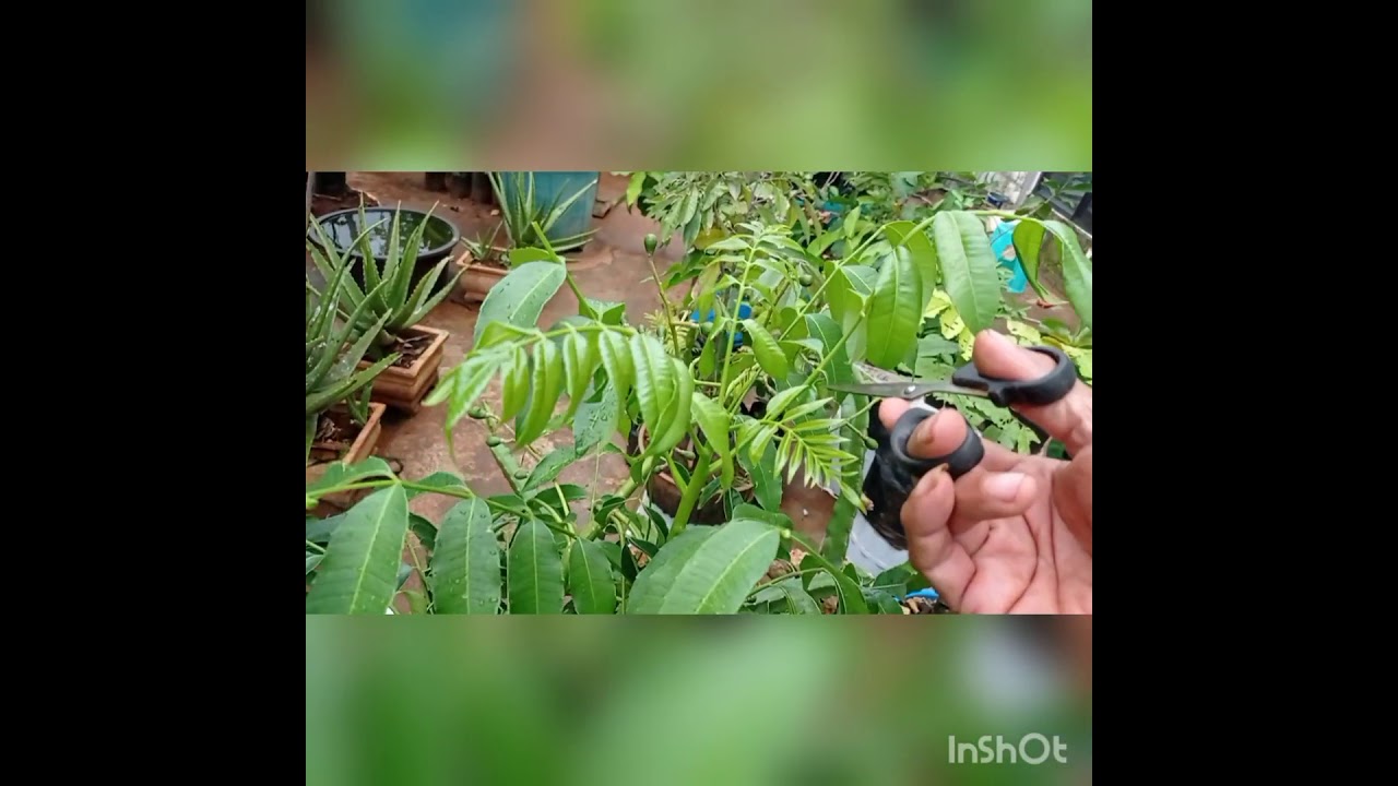 Daun mlungker#penyakit kedondong#Agus suwito-suwitoa125@gmail.com