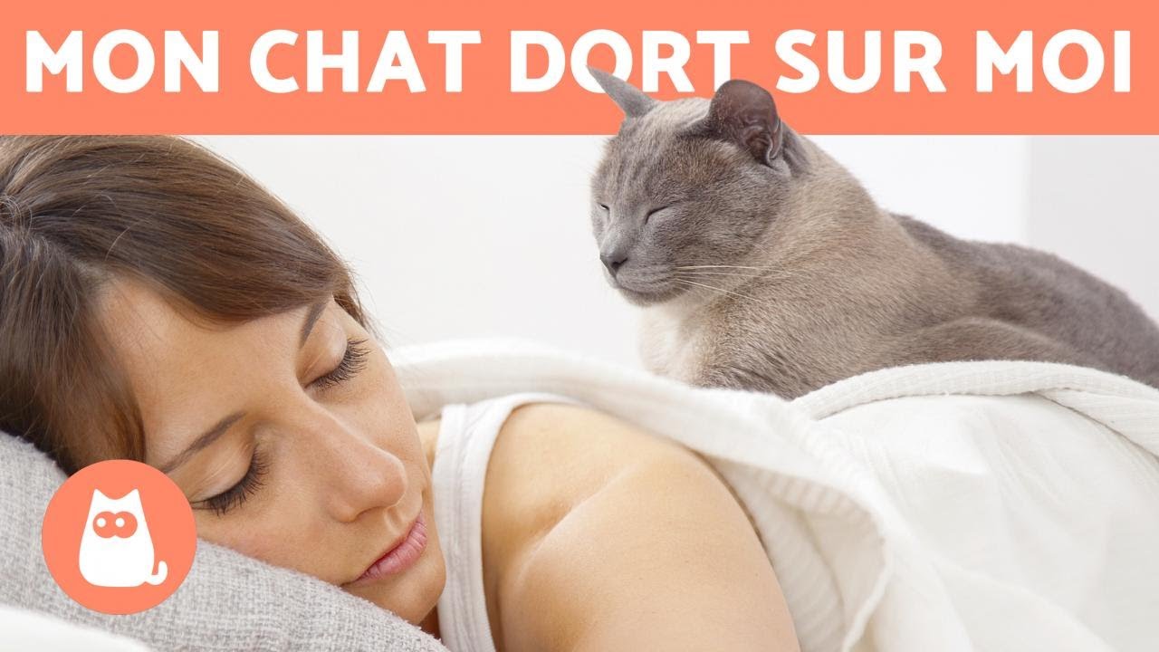 Pourquoi MON CHAT dort-il sur MOI ? 🐱
