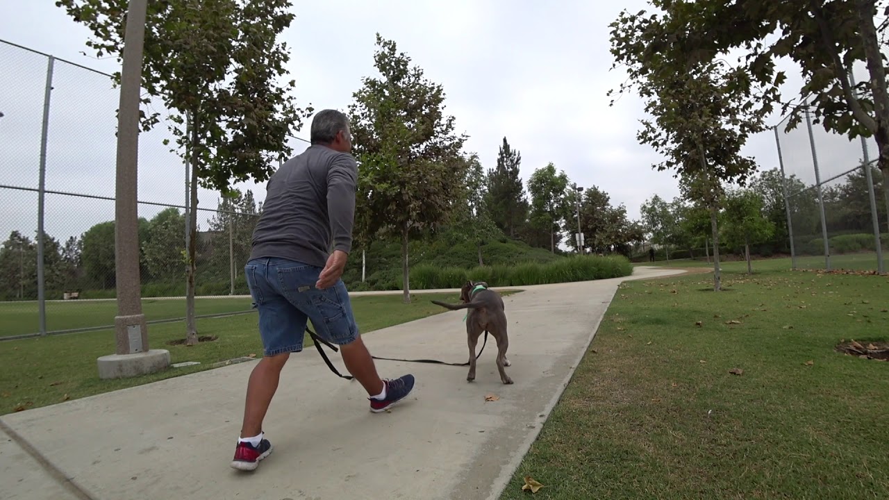 (#33) Dogs 101 Common Problems With Dogs & How To Fix Them Expert Dog Trainer TV Show
