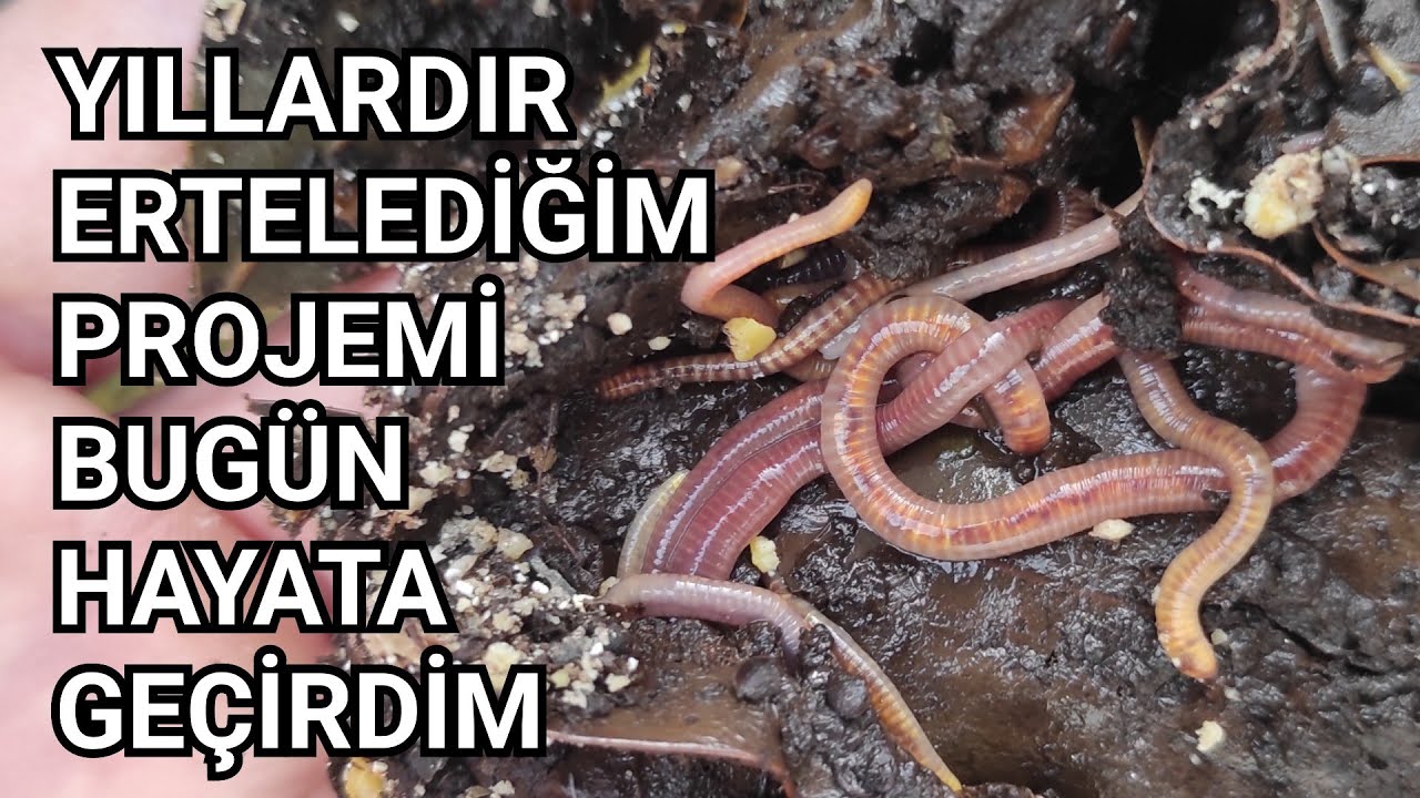 Solucan Gübresi Nasıl Üretilir