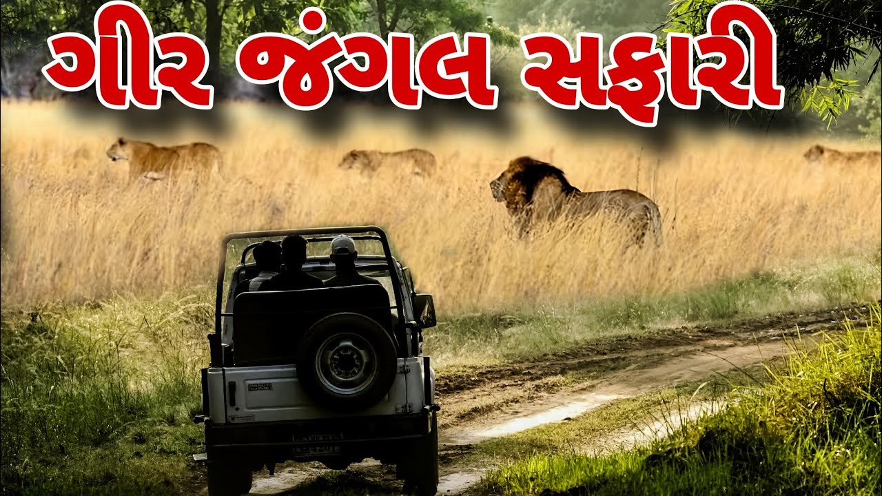 ગીર માં રાત્રે સિંહ જોવા ગયા 🦁🦁#sasangir #lion #safari#gujrativlog #desilifestyle #vlog 